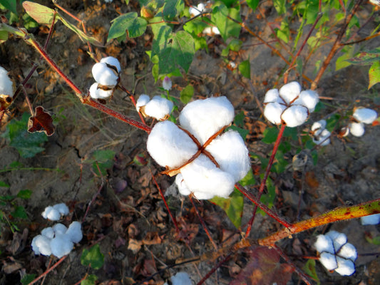 Sustainable Clothing - Organic Cotton